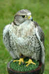 Falk